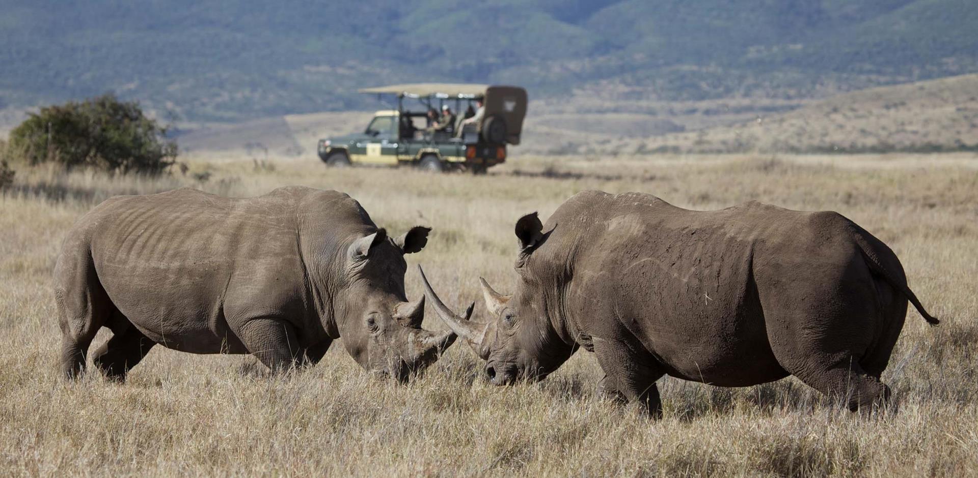 Rhinos, Elewana Lewa Safari Camp, Kenya, A&K
