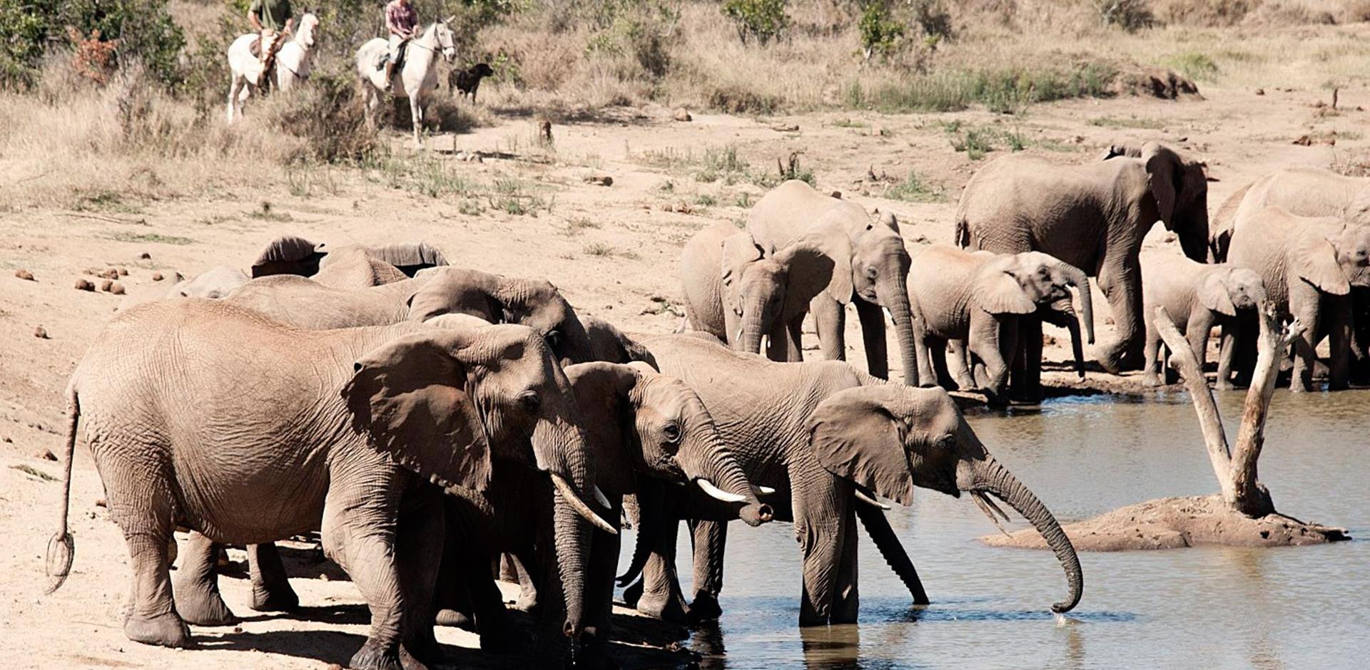 Elephants, Ol Malo, Kenya, A&K