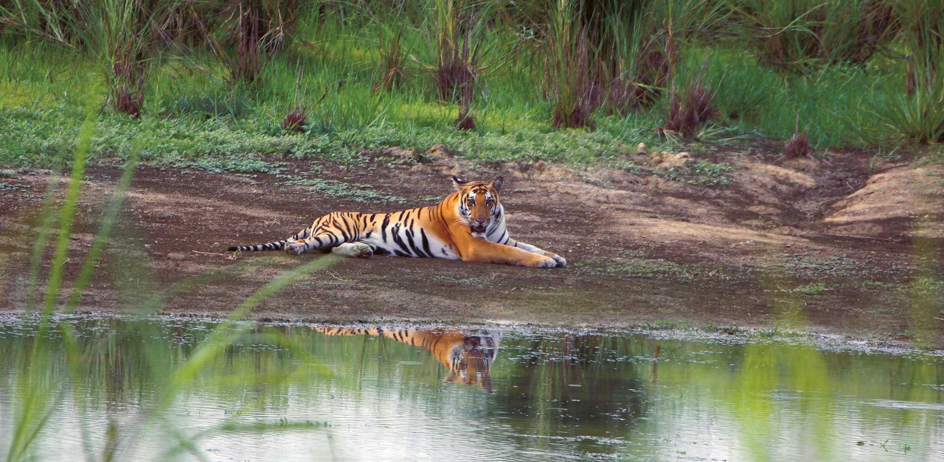 Tiger sighting, Jaagir Lodge Dudhwa, India