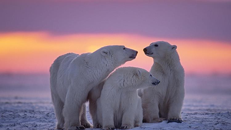 Polar bears in Arctic Canada