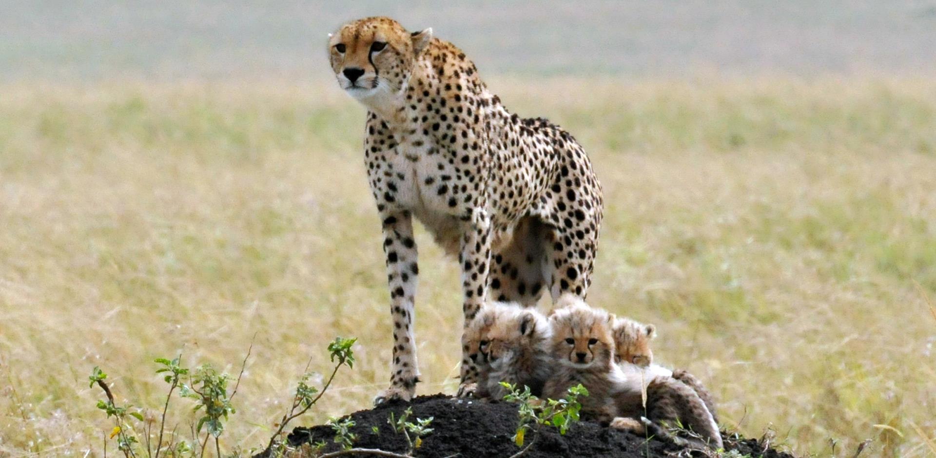 Cheetah and cubs, Kenya Safari, Africa