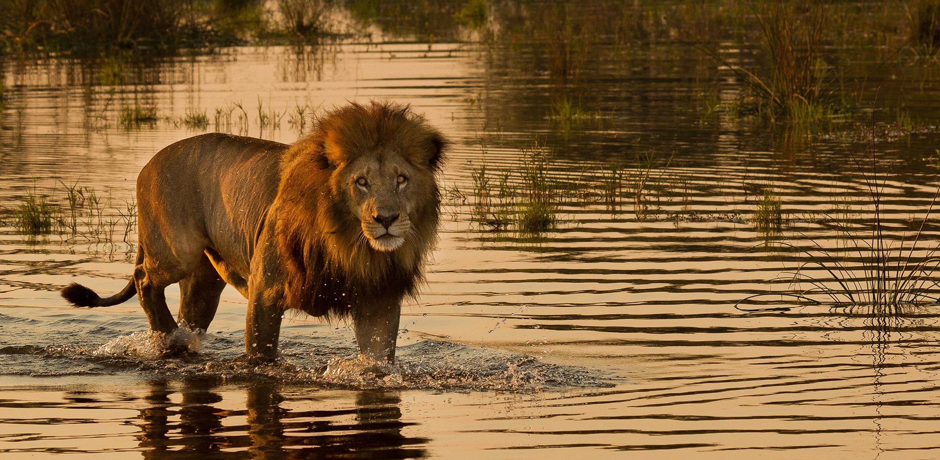 Lion, Botswana, Africa