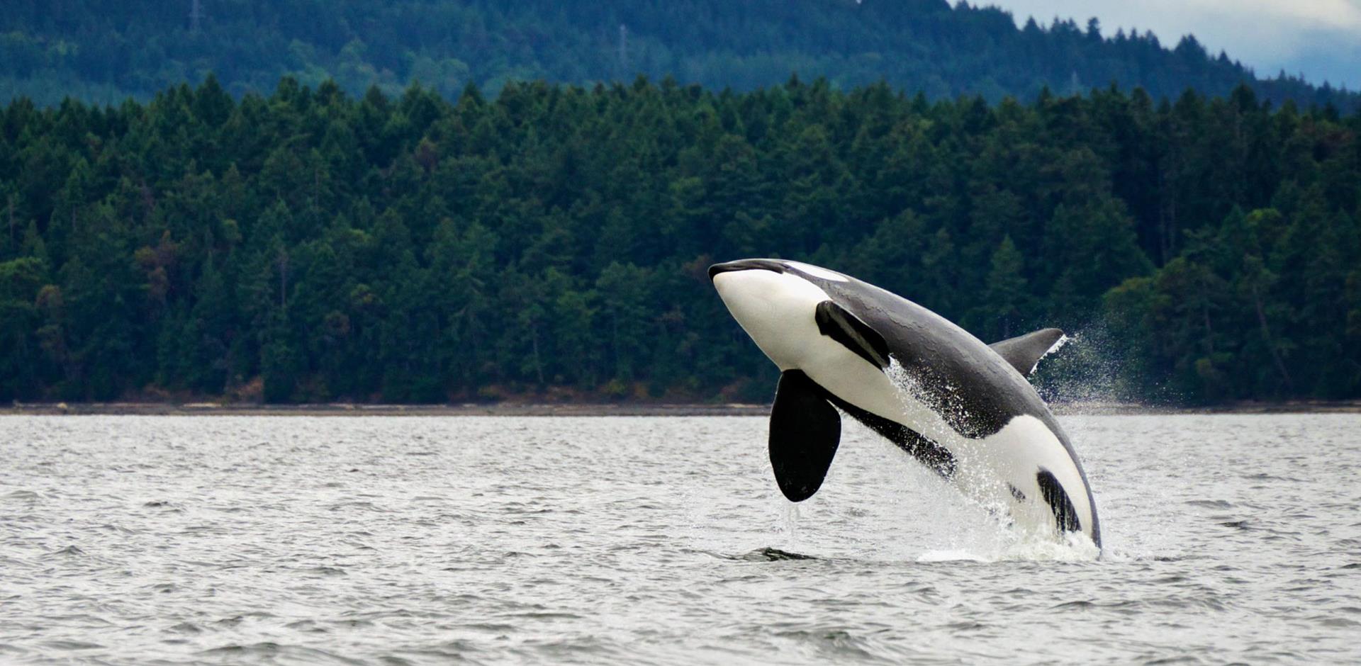 Orca, Canada