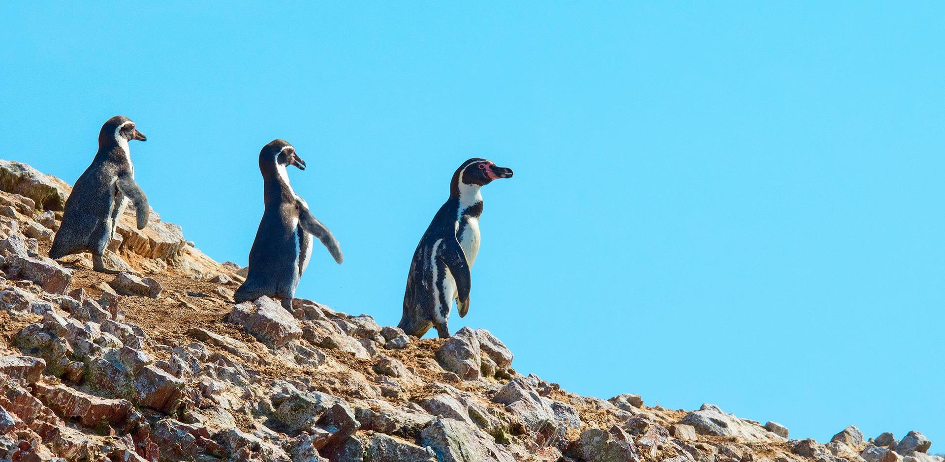 Penguins, Paracas, Peru