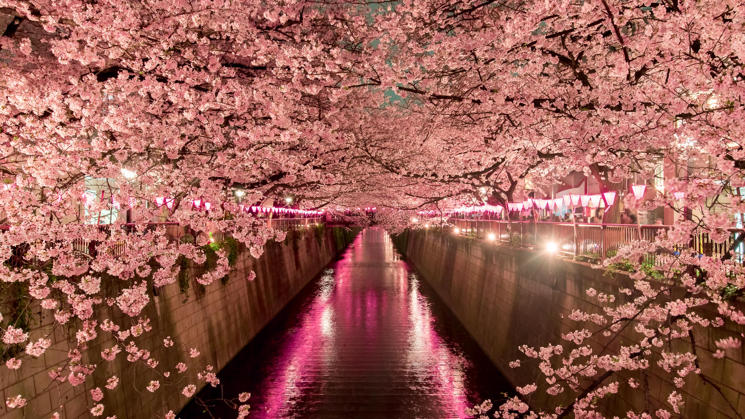 Up close and personal with cherry blossoms in Japan Abercrombie & Kent