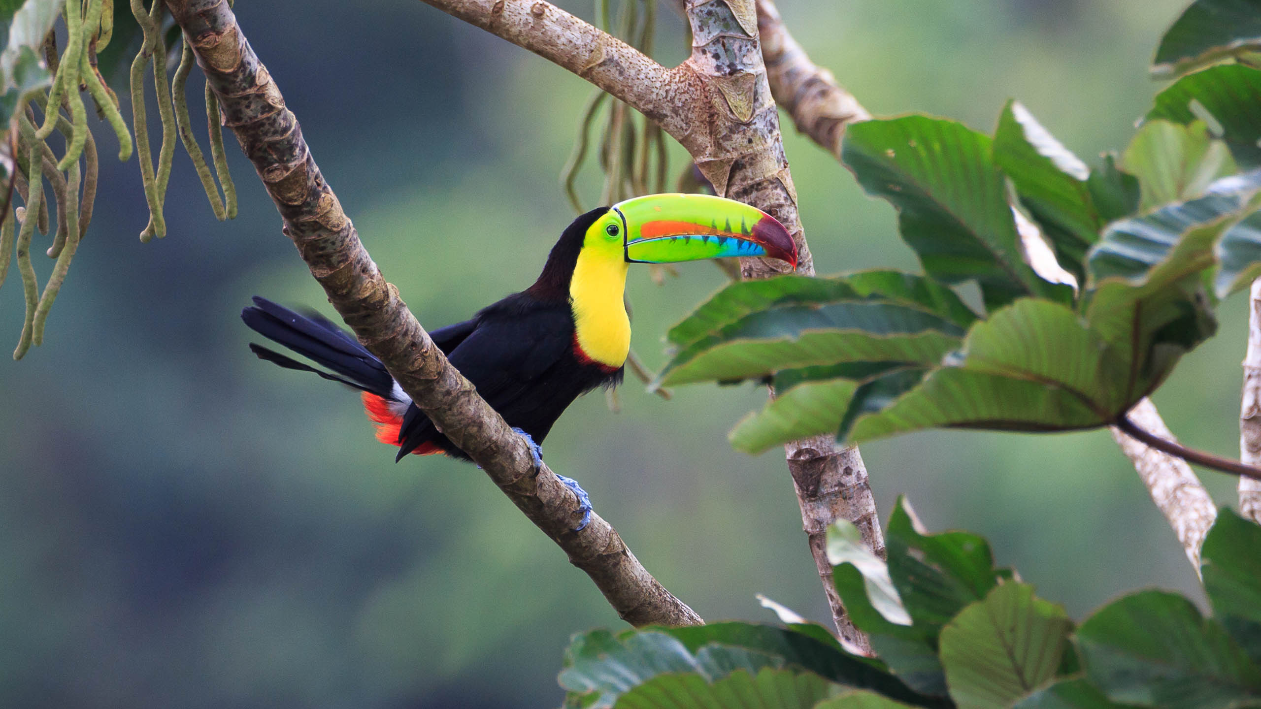 Acompañantes Costa Rica