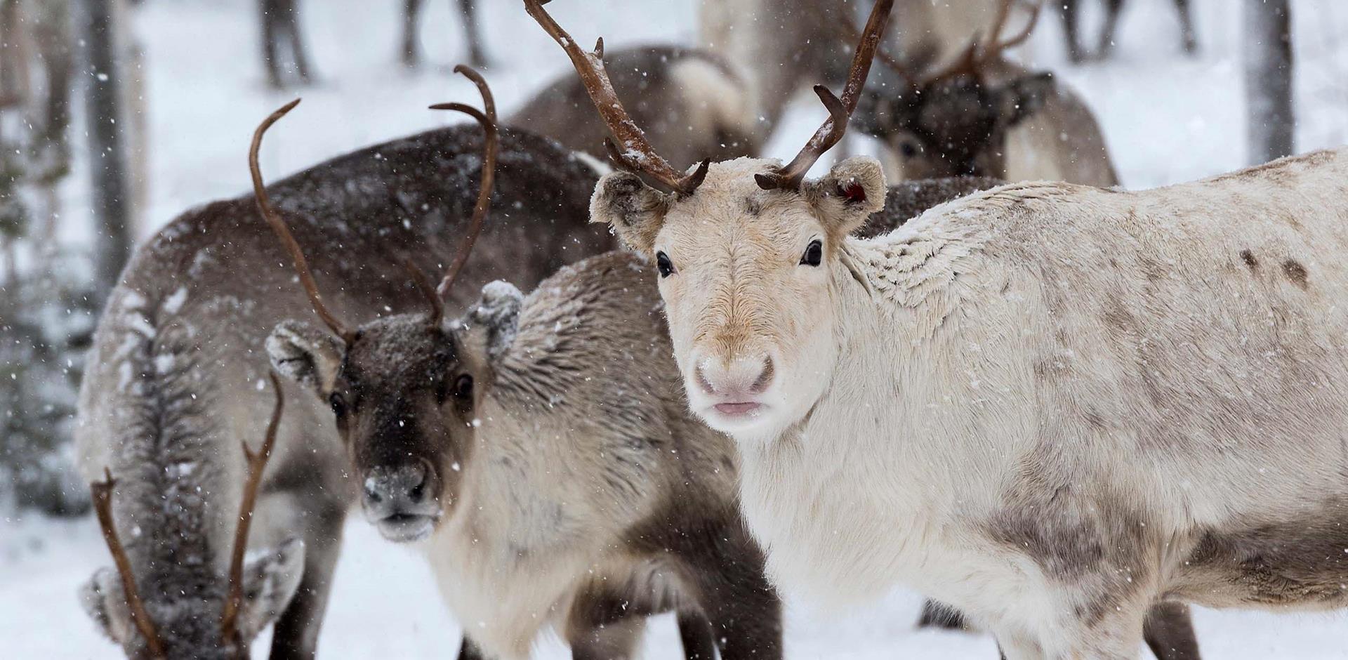 Reindeer herd, Finnish Lapland