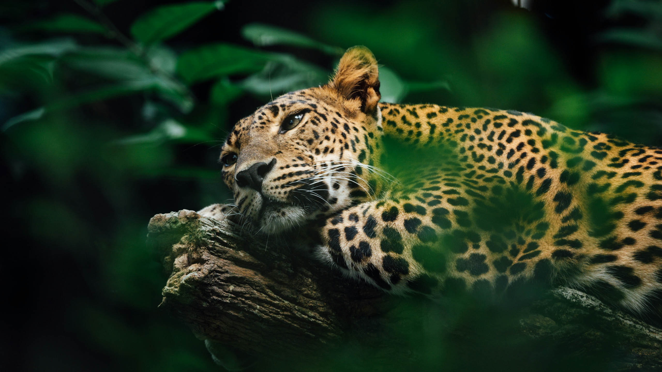 Best  Tours Brazil  Brazil Wildlife Expeditions 2024/25 - Rainforest  Cruises