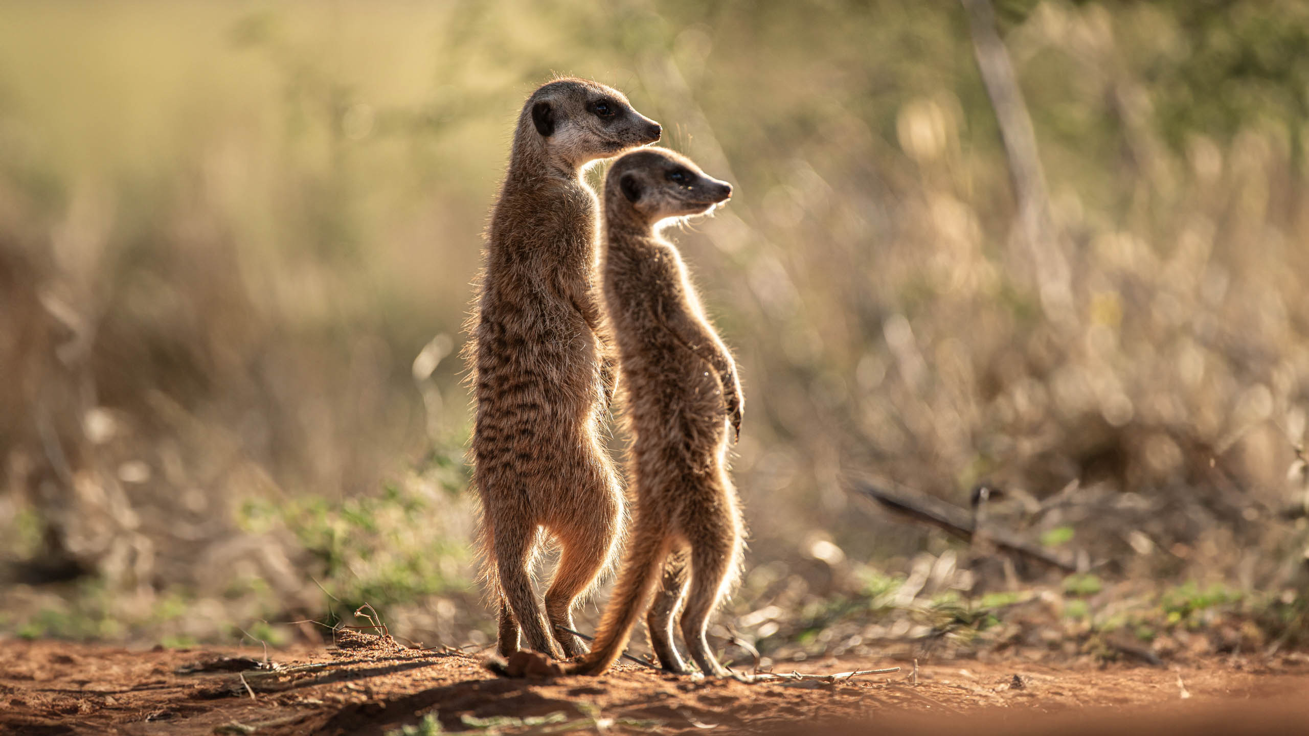 How to plan your dream family safari - Alfred