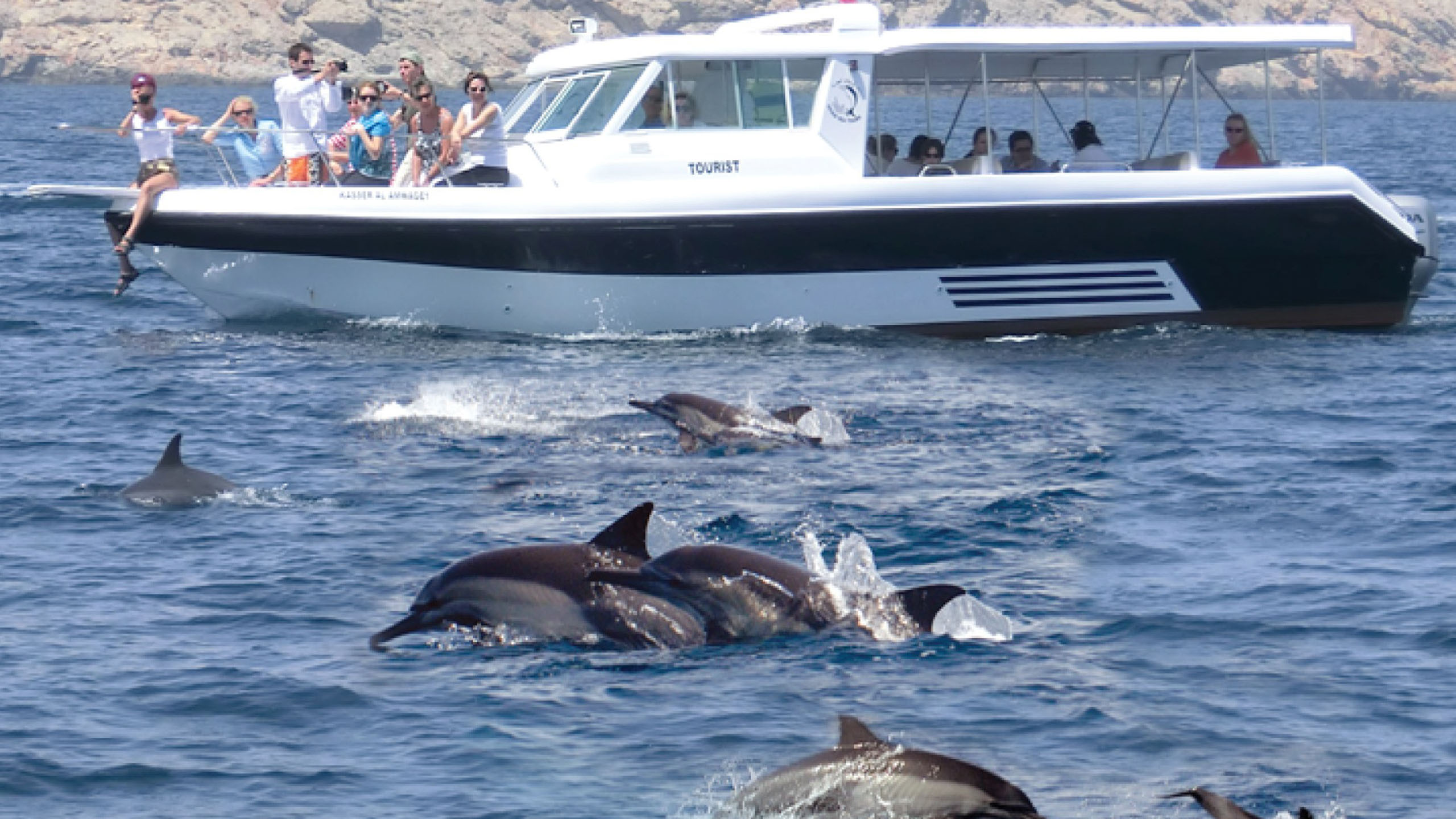 Tybee Dolphin Tours