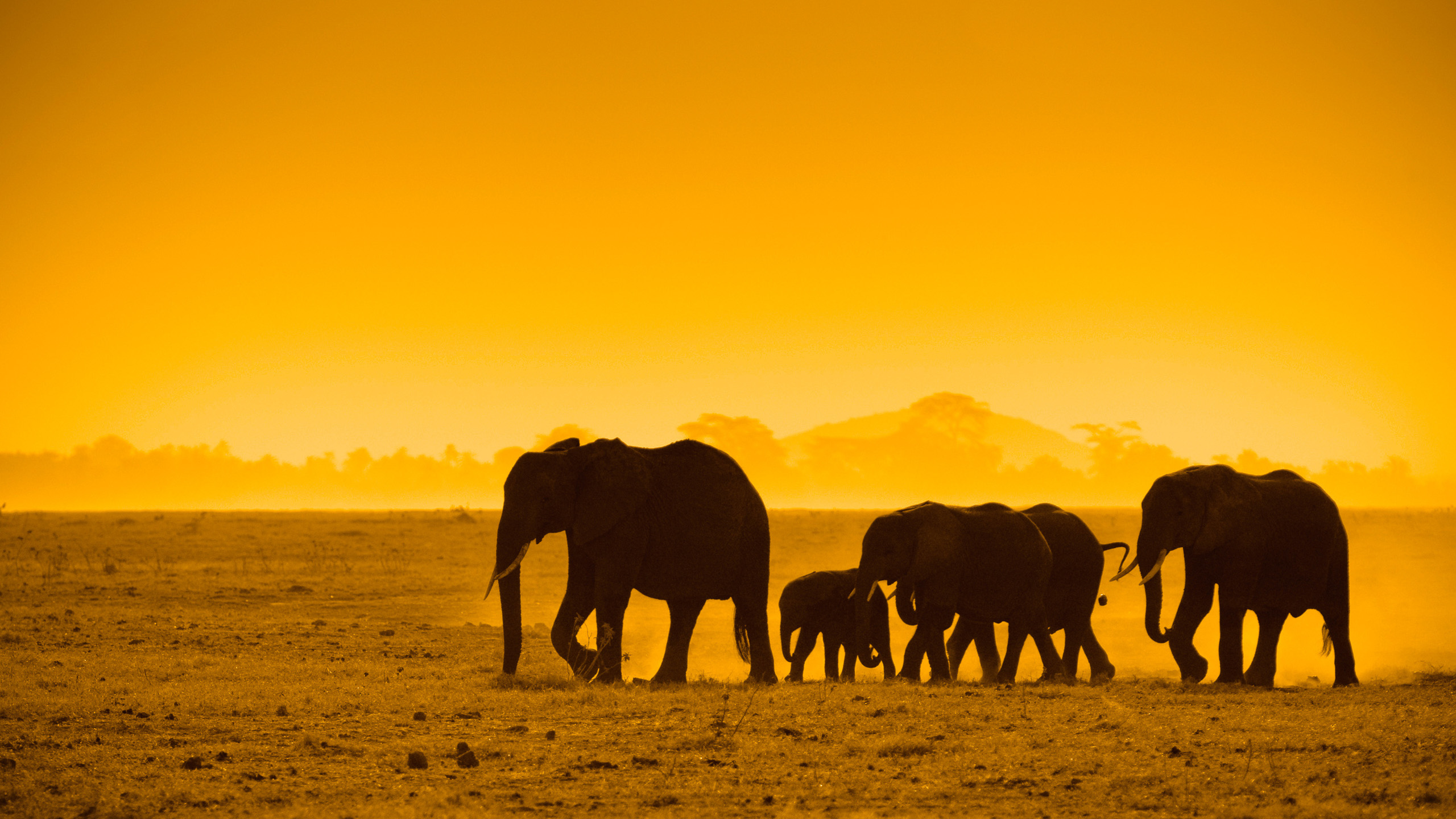 The Great Migration: Safari in Style Escorted Tour 2023 | Abercrombie ...