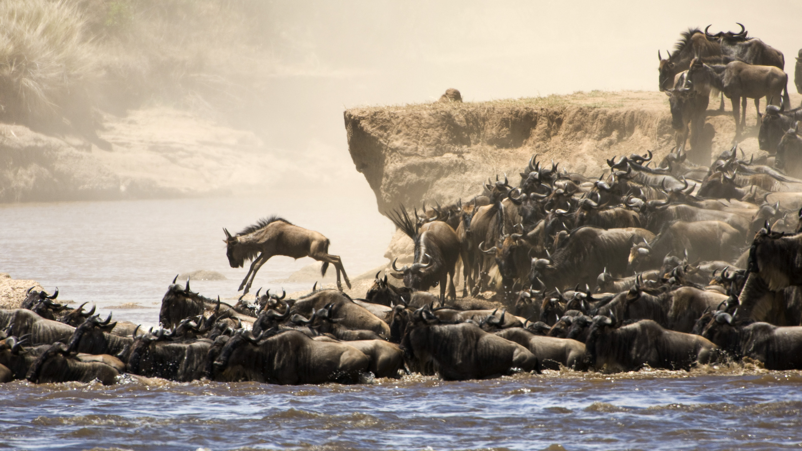 The great migration safari in 2025 style 2019