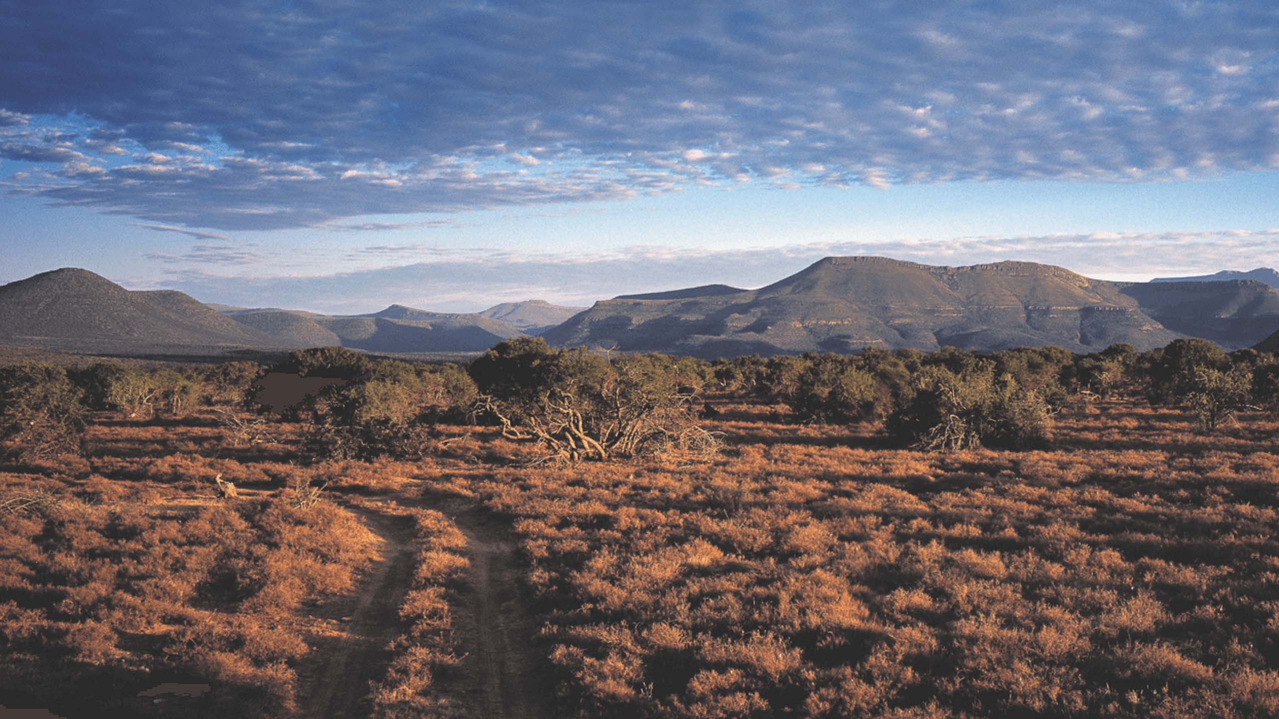 Karoo Landscape