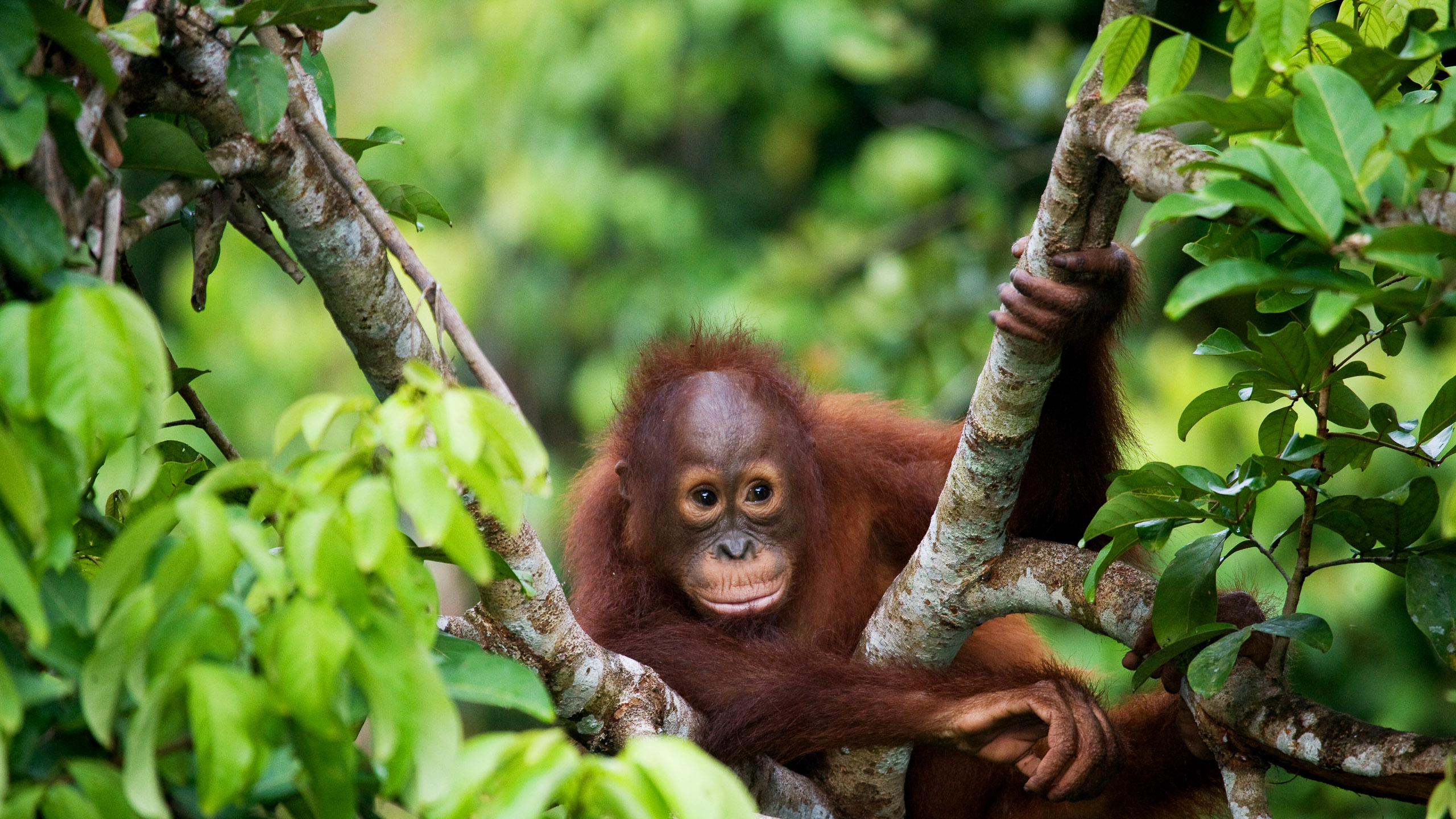 Borneo Wildlife Adventure | Abercrombie & Kent