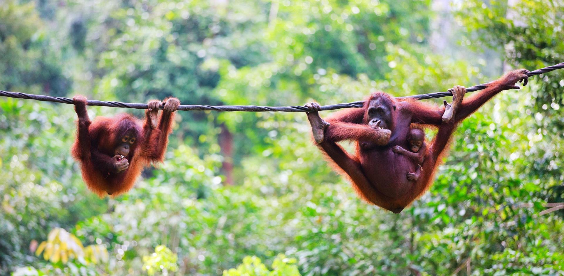 Sabah, Borneo