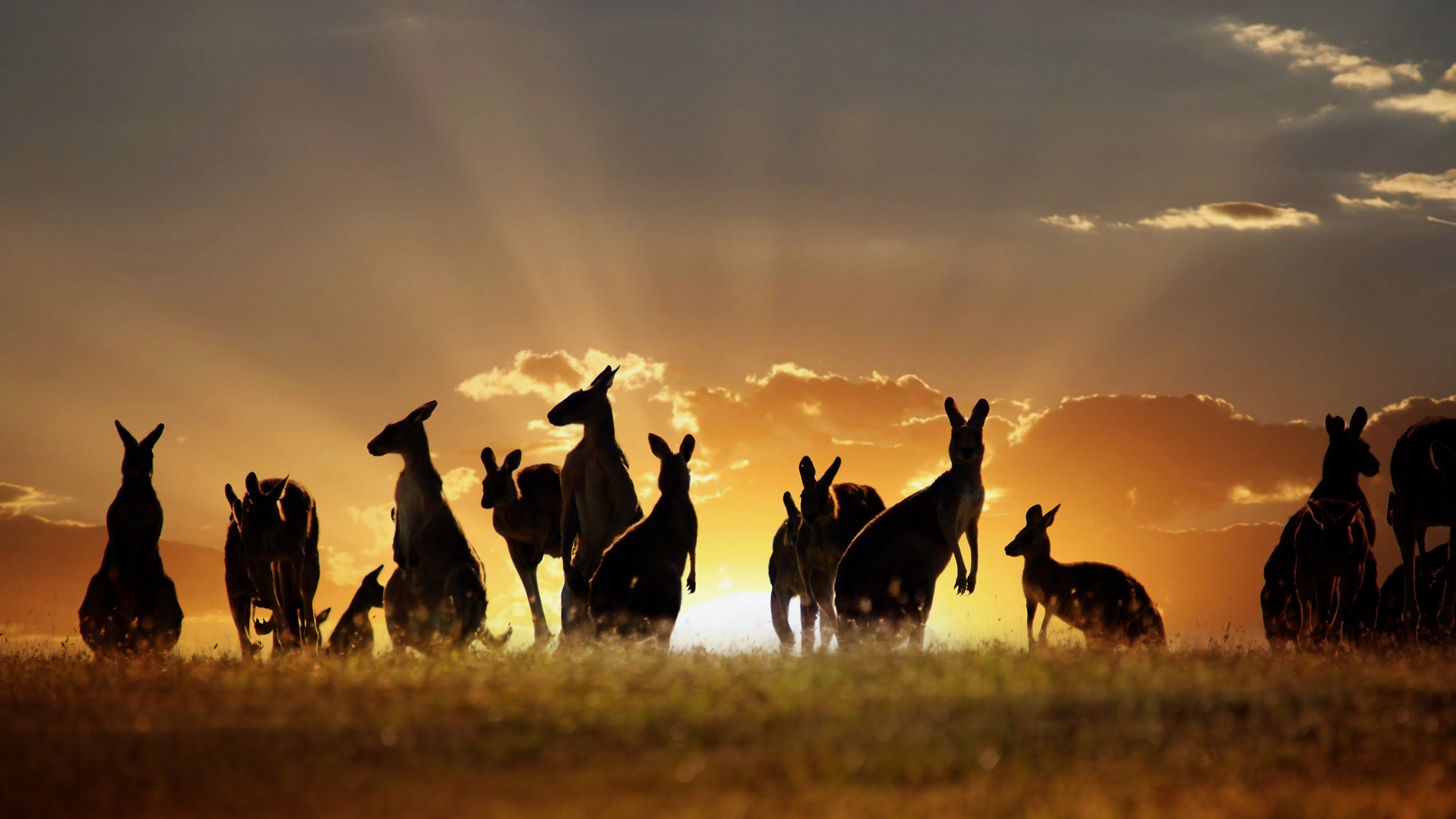 Australia New Zealand The Lands Down Under 2024 Abercrombie Kent   Australia Oz Kangaroos Shutterstock 70124992 