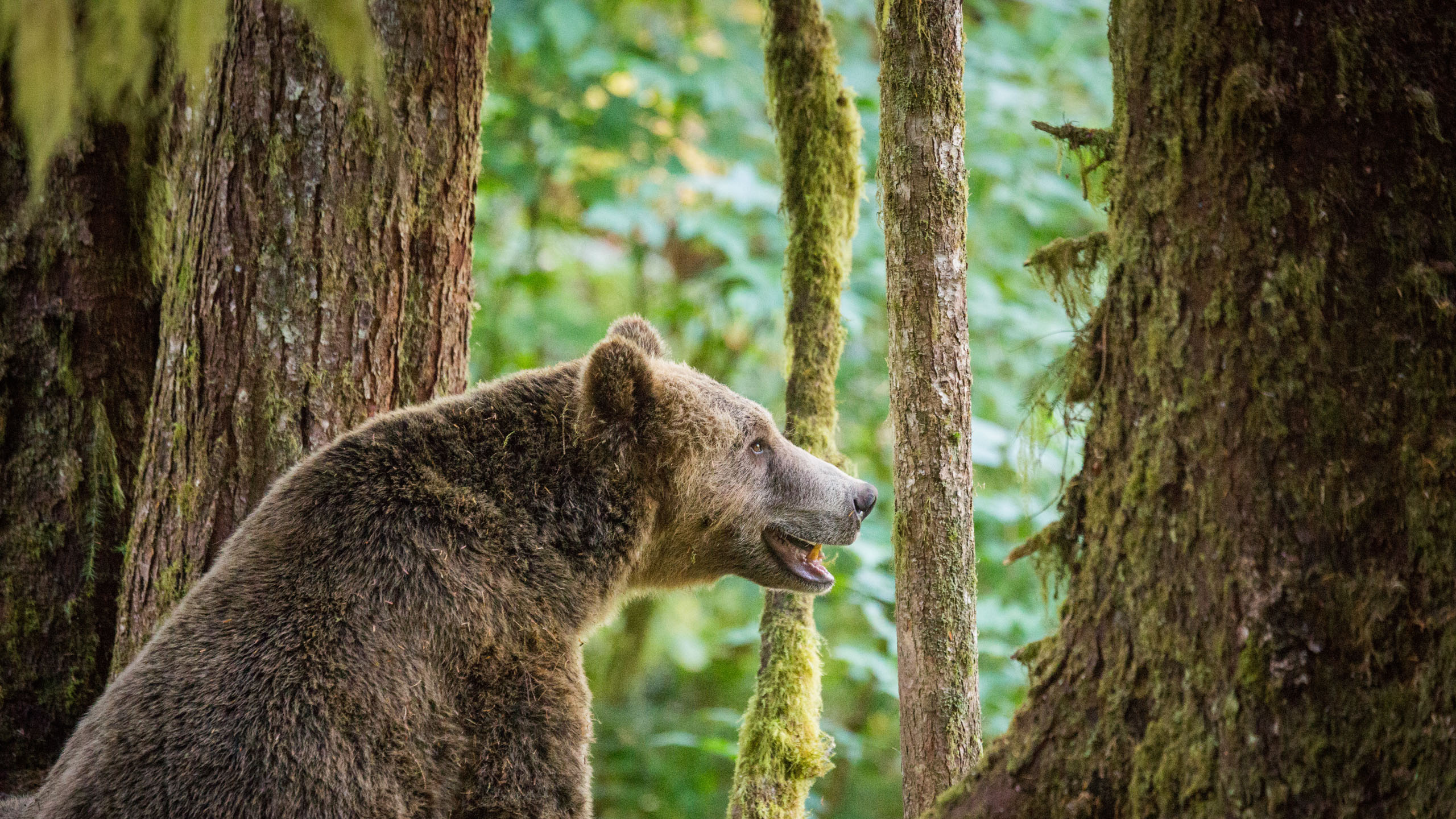 Grizzly bear watching at Knight Inlet | Abercrombie & Kent