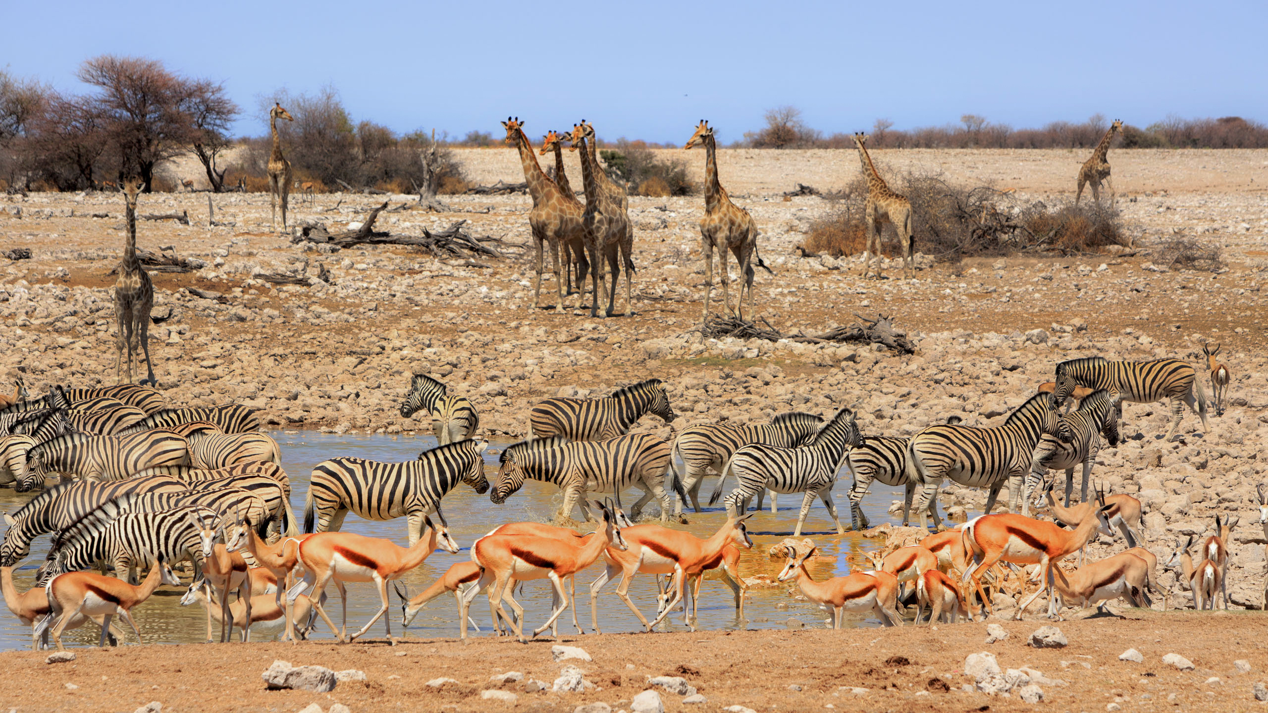 etosha national park namibia        
        <figure class=