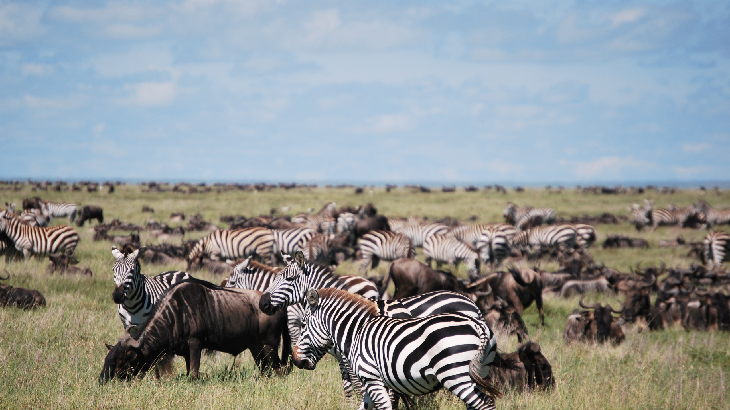 Serengeti Safari Holidays 2025 2026 Serengeti Tours Abercrombie Kent   Africa Tanzania Serengeti Shutterstock 482685697 