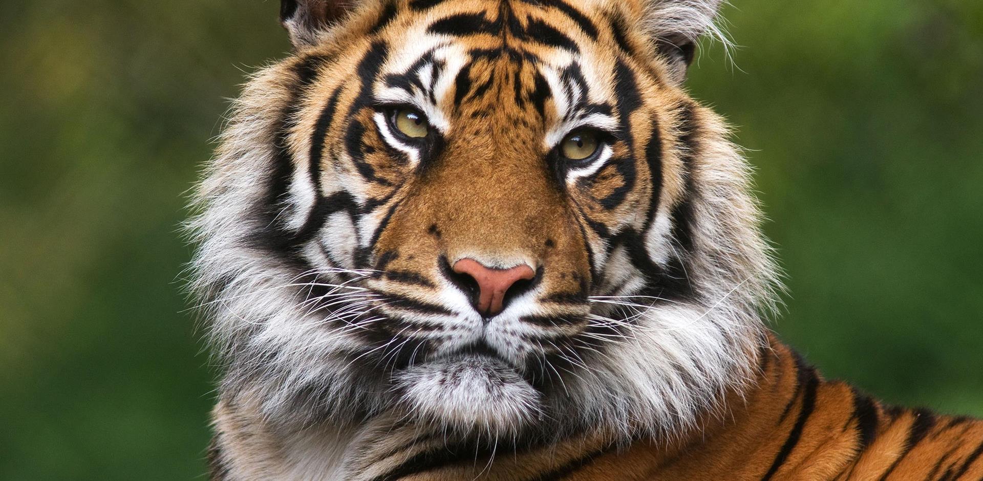 Bengal Tiger, Hyderabad