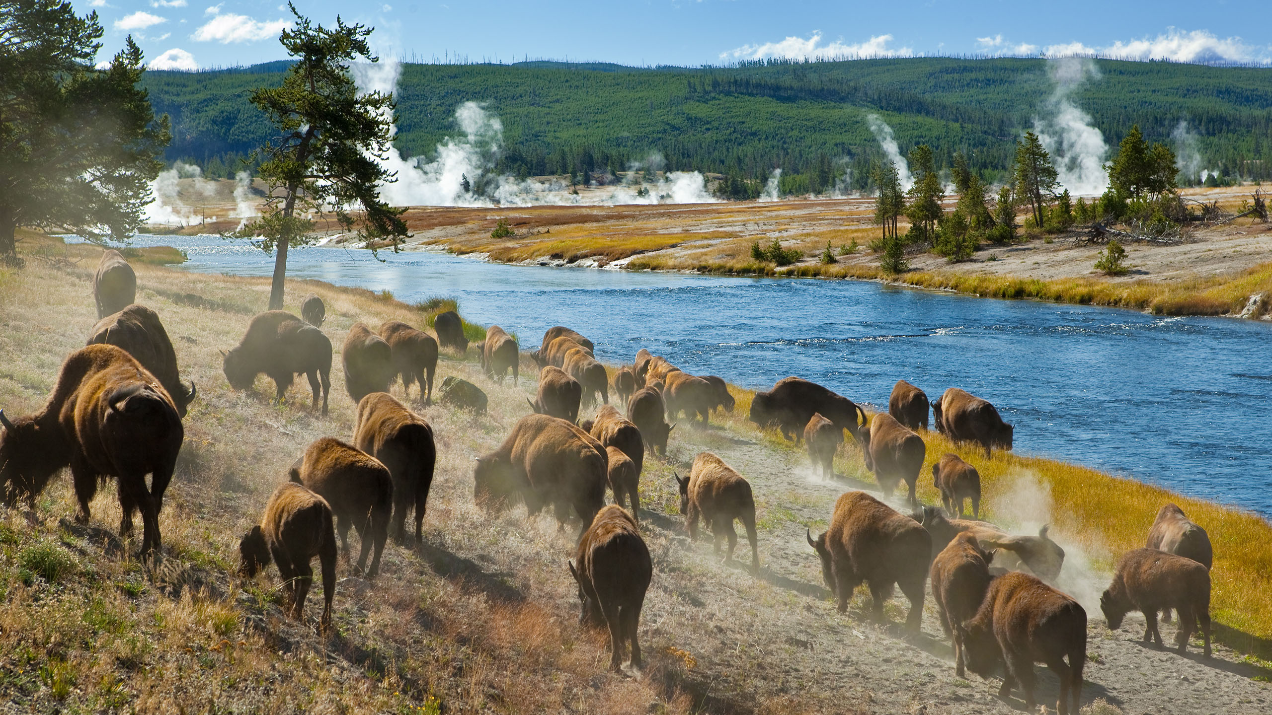 Luxury Yellowstone National Park Holidays Tours 2024 2025   Yellowstone National Park 0001 Usa Wyoming Yellowstone Herd Of Bison 