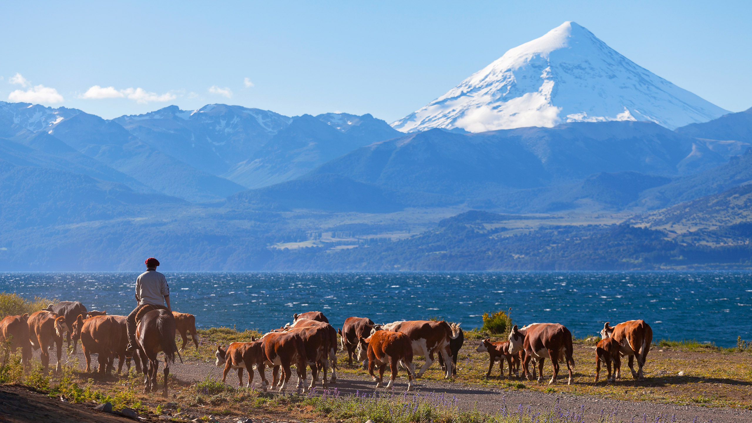 Luxury Argentina Holidays 2024 2025 Bespoke Tour Travel   Argentina0002argentina  Shutterstock125021651 Gauchos And Herd Of Cows On The Background The Volcano 