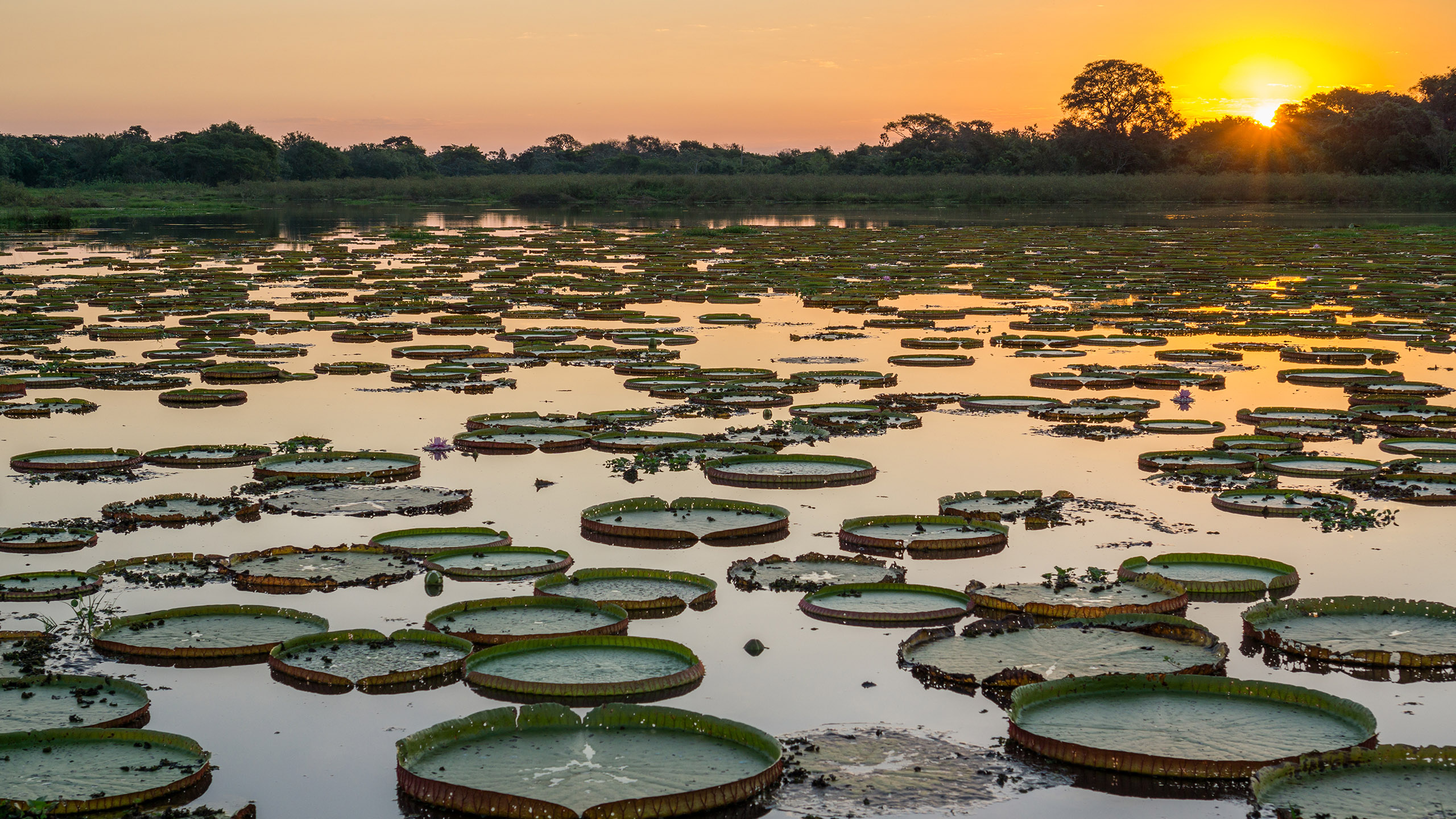 tours to pantanal