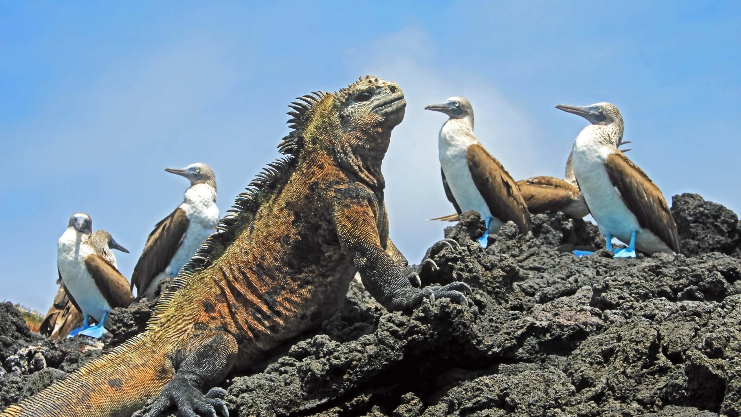 Best Luxury Gal Pagos Islands Cruises 2024 2025 Abercrombie Kent   Galapagos 